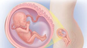 Gebelikte 1. Trimester Belirtileri ve Dikkat Edilecekler Gebelikte 1. Trimester Belirtileri ve Dikkat Edilecekler