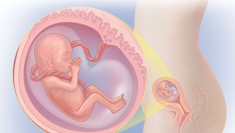 Gebelikte 1. Trimester Belirtileri ve Dikkat Edilecekler Gebelikte 1. Trimester Belirtileri ve Dikkat Edilecekler